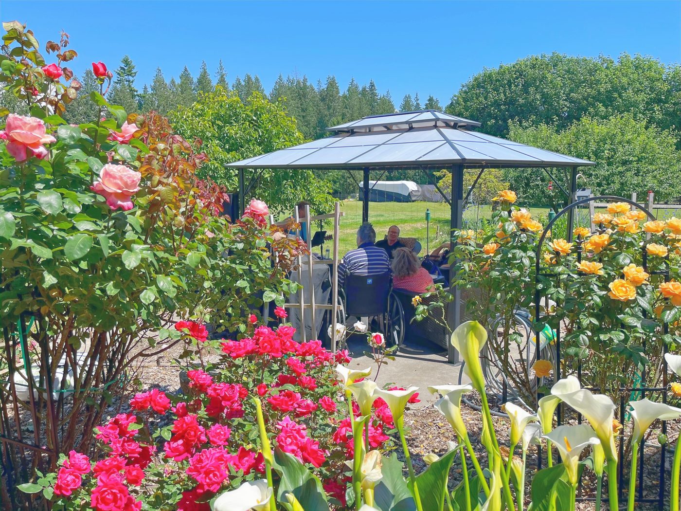 Residents enjoying the rose garden gazebo on a summer day